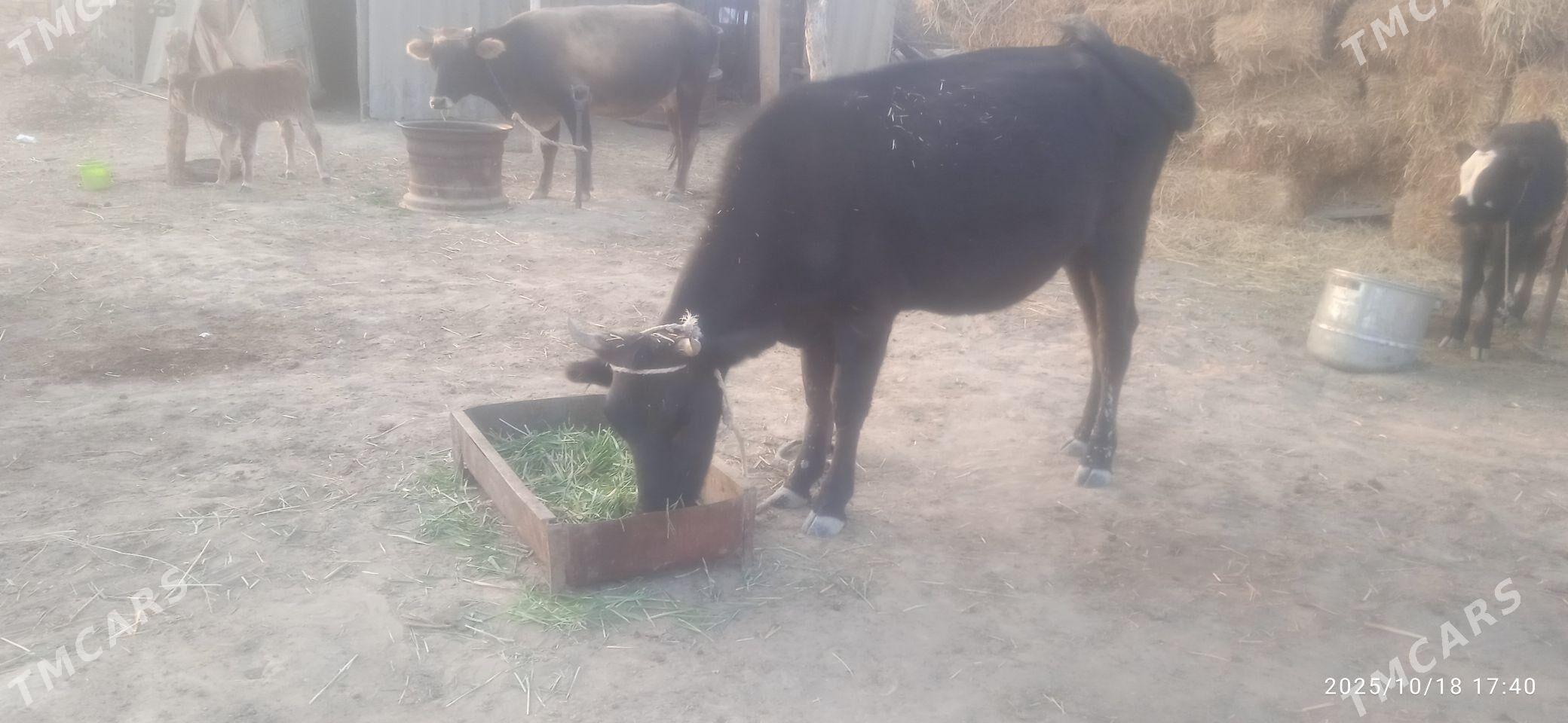 sygyr - Ак-Бугдайский этрап - img 3