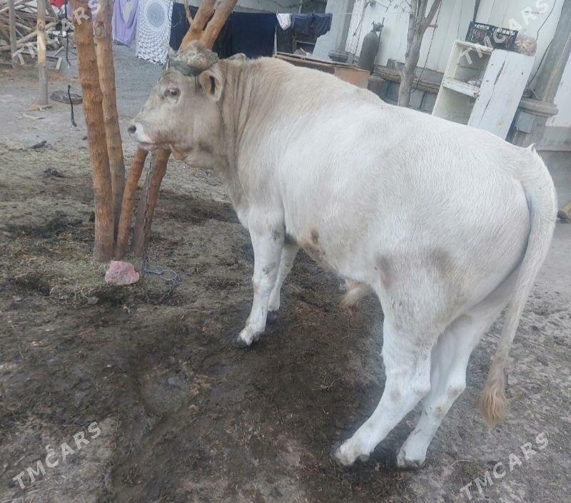 Okuz 1yas 2 aylyk - Aşgabat - img 2