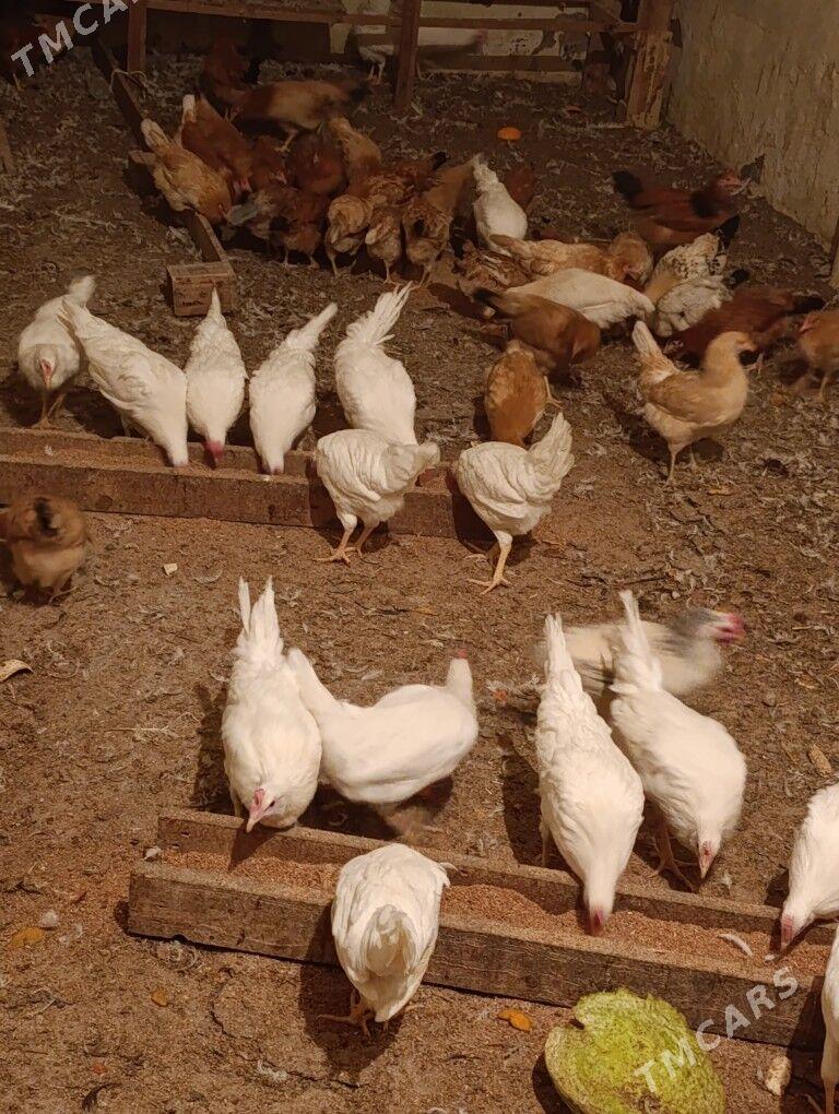 Towuk - Çoganly - img 1