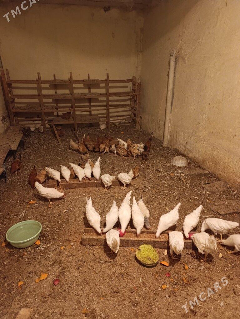 Towuk - Çoganly - img 2