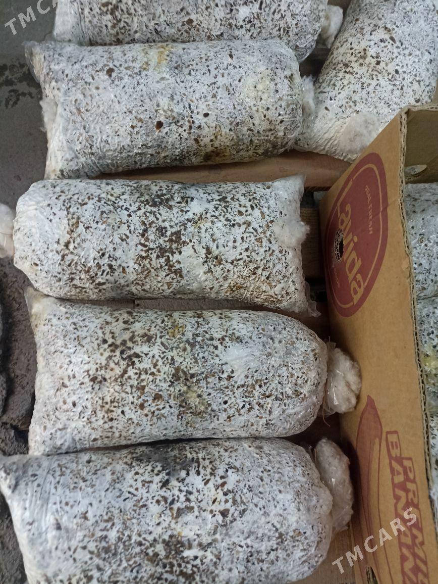 KOMELEK - Aşgabat - img 2