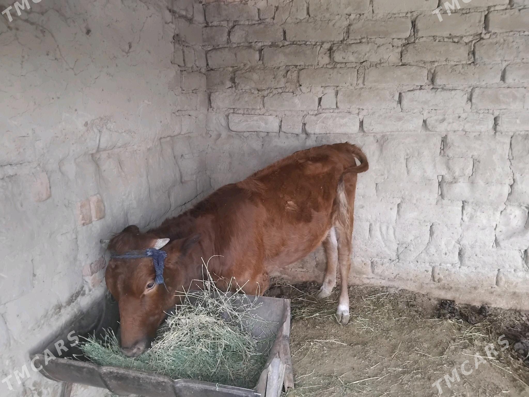 Tuwe - Бахарден - img 1