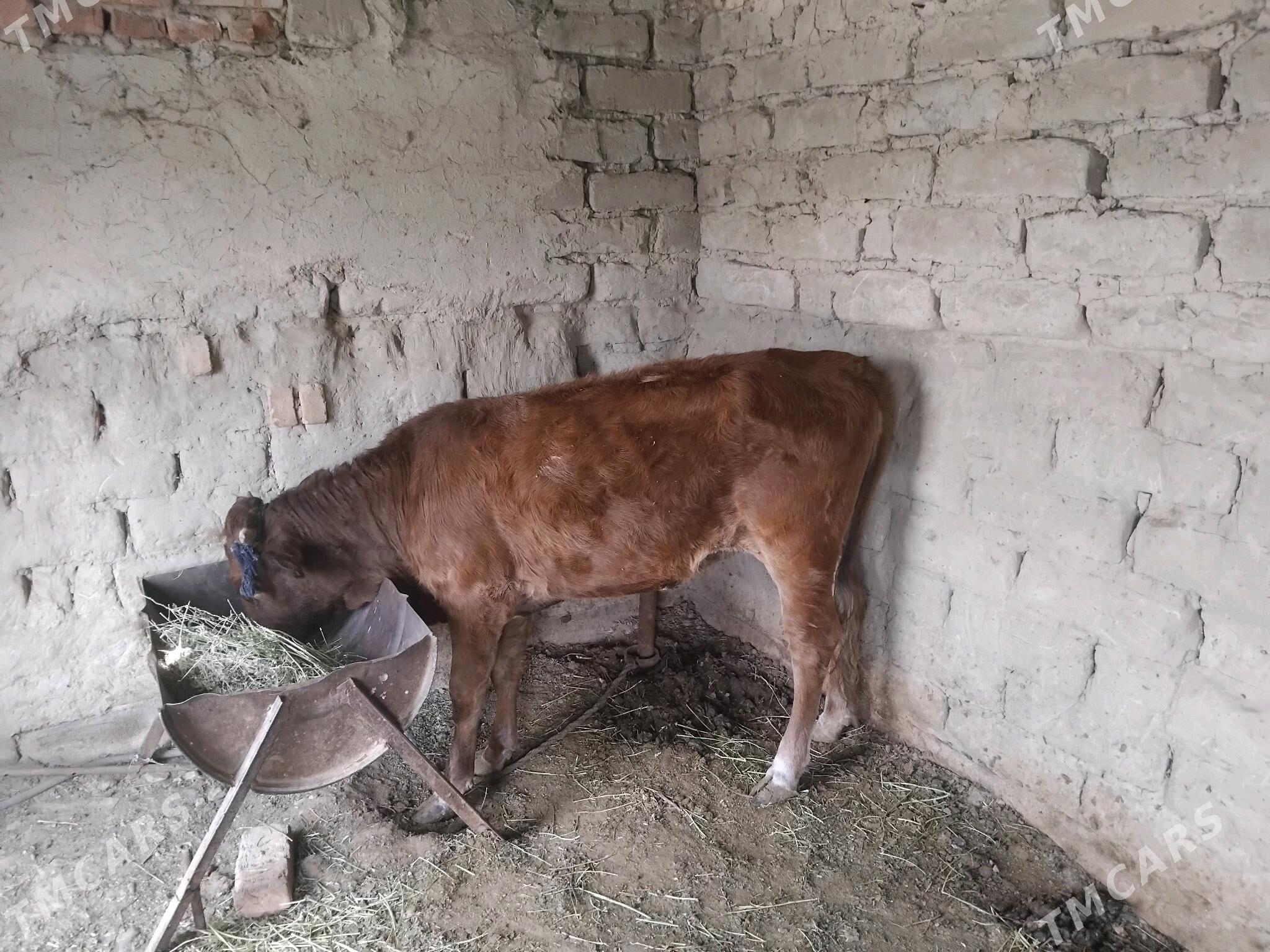 Tuwe - Бахарден - img 2