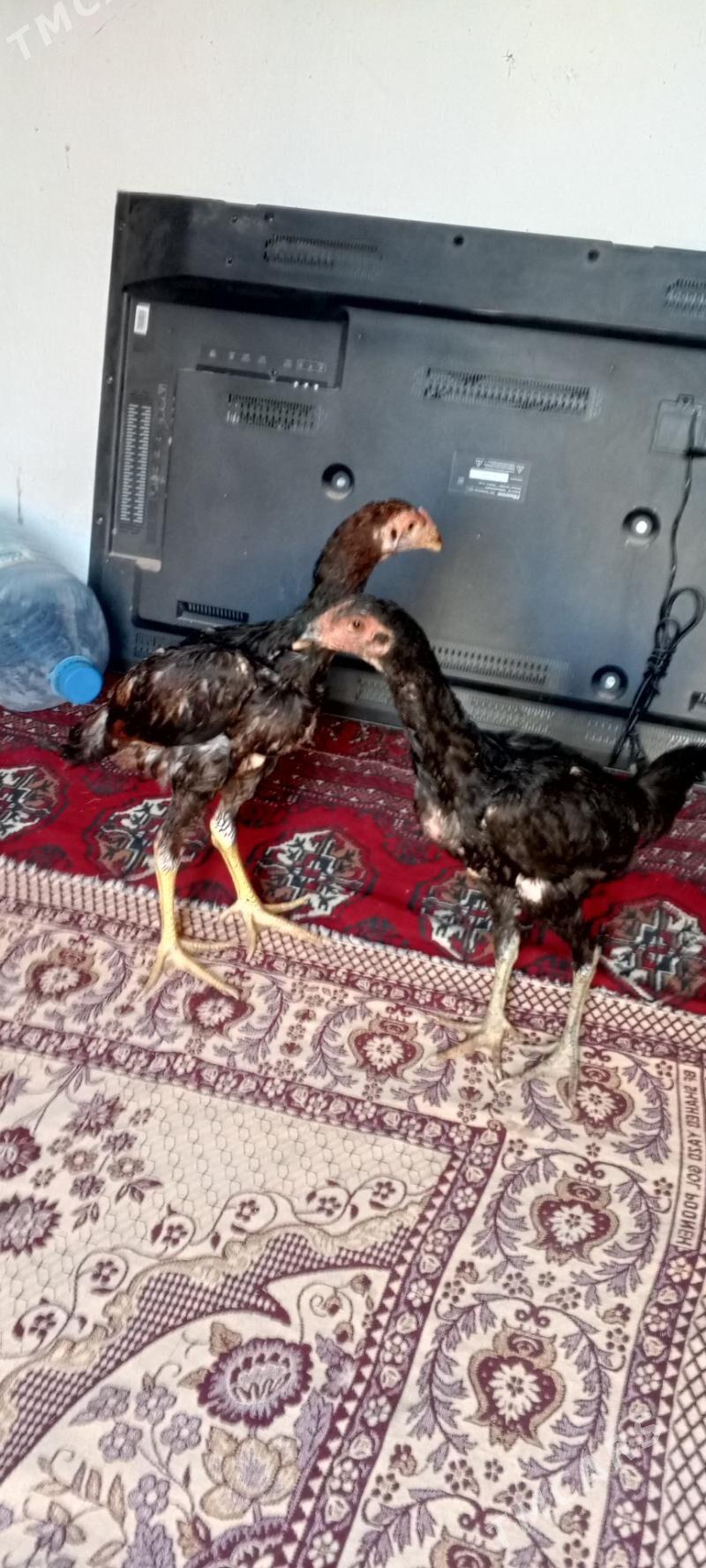 Taşgent jüje - Кипджак - img 2