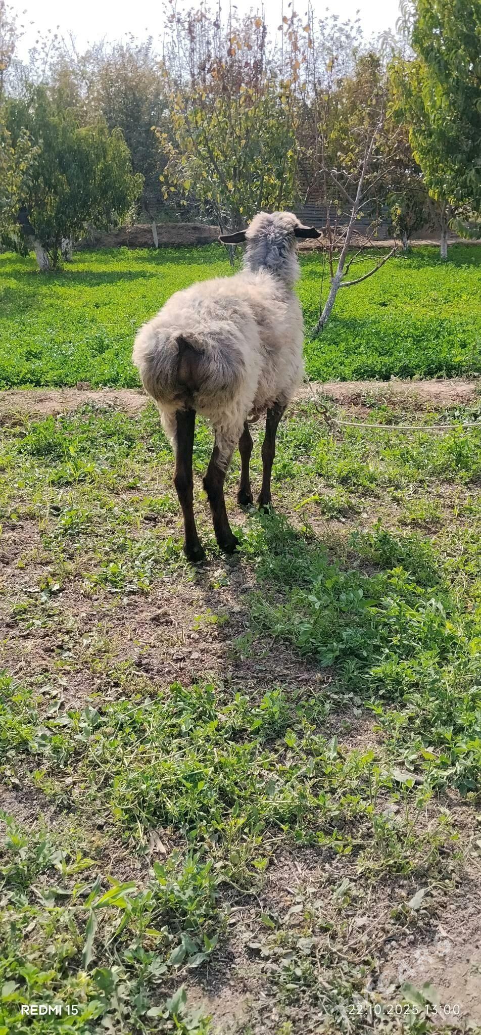 goyunlar - Çärjew - img 5