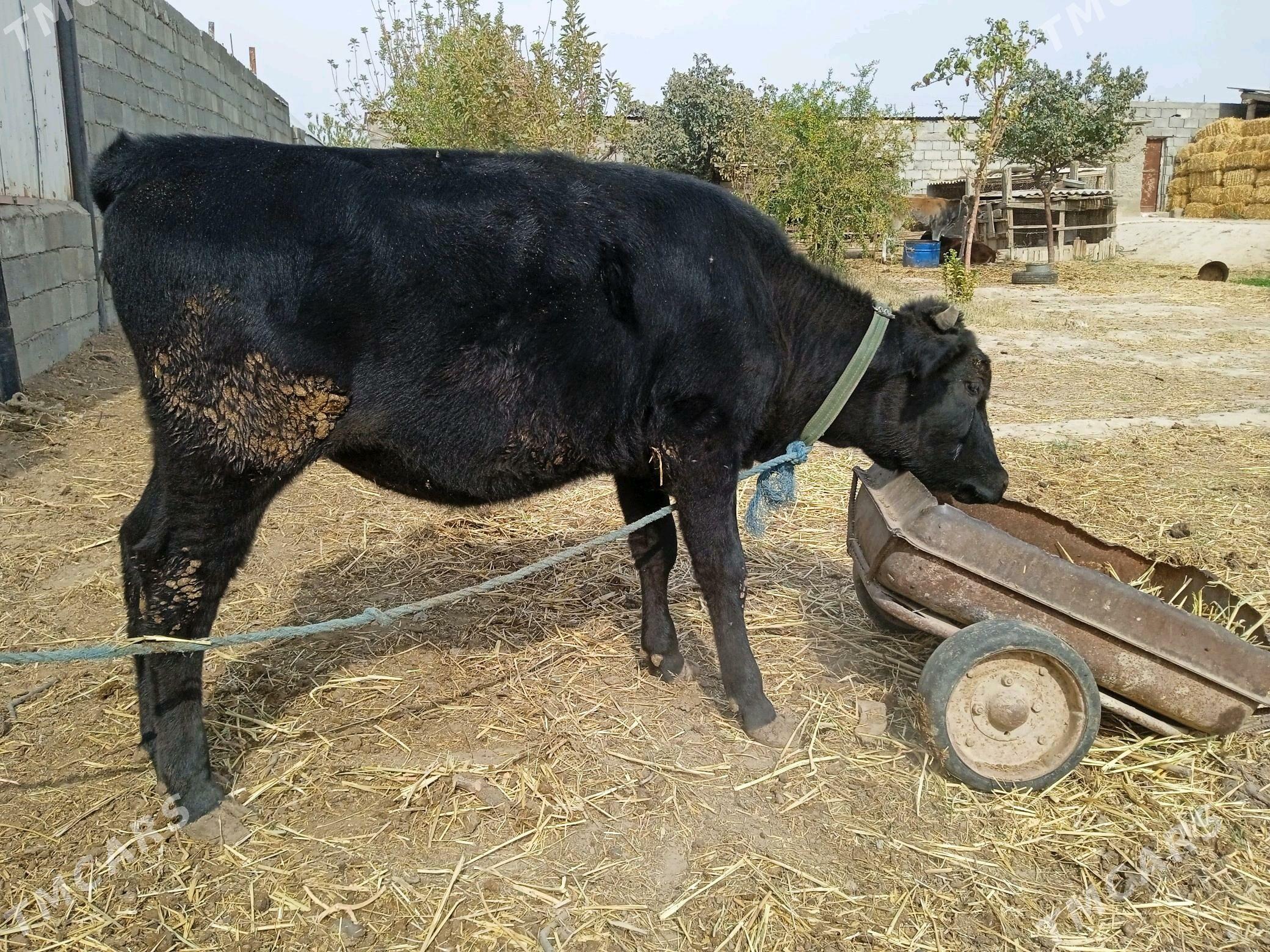 Tuwe.. - Änew - img 4