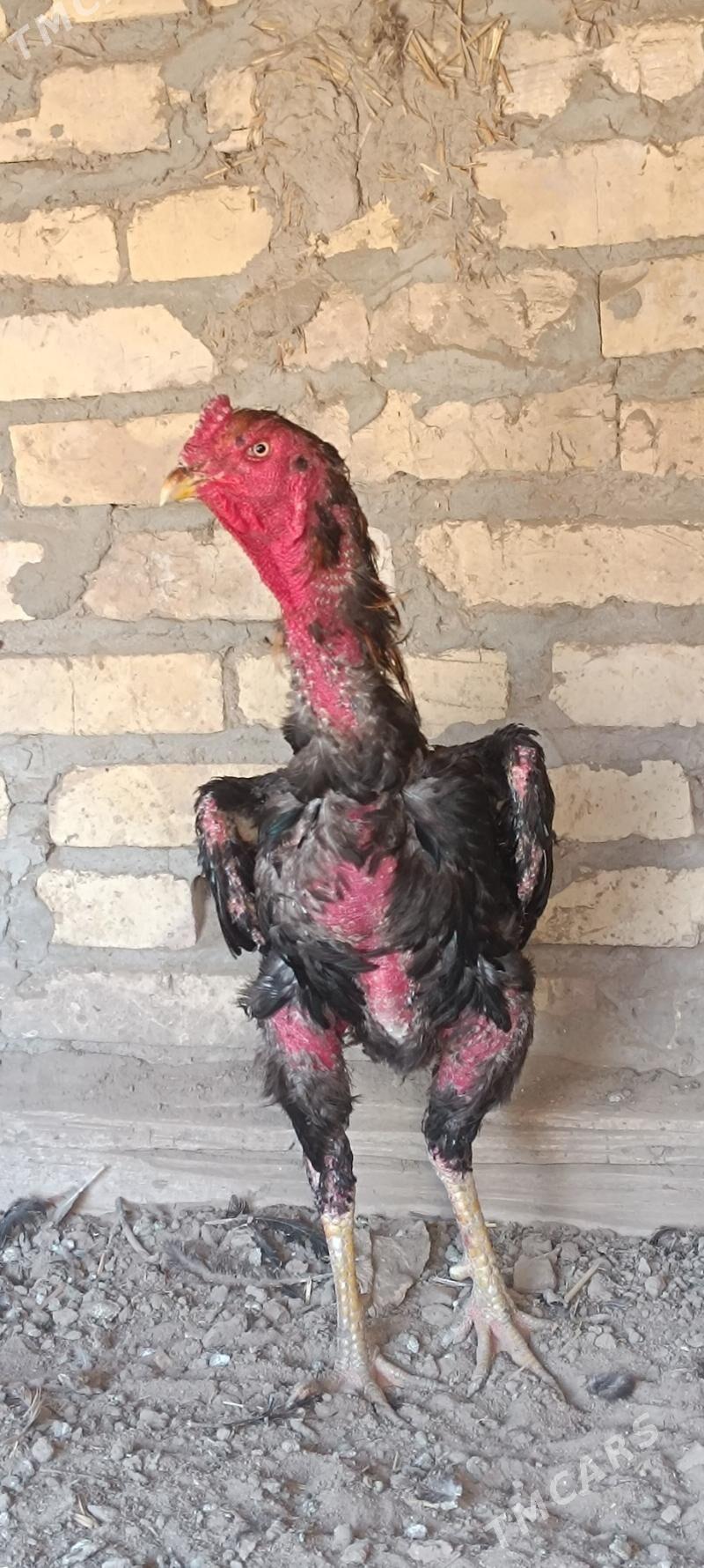 хораз - Дянев - img 3