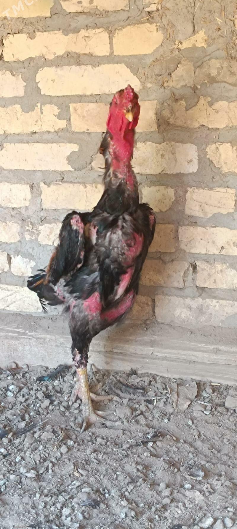 хораз - Дянев - img 2