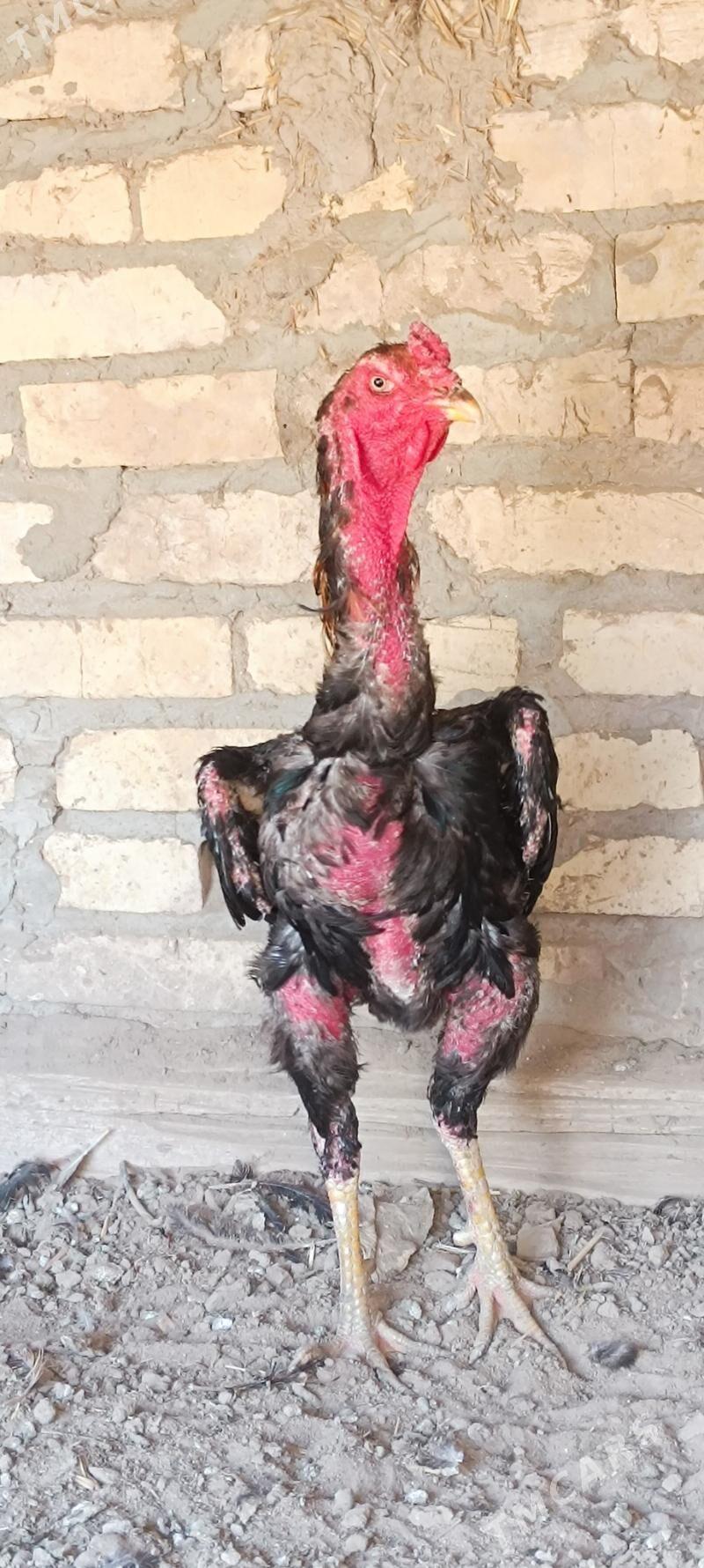 хораз - Дянев - img 4