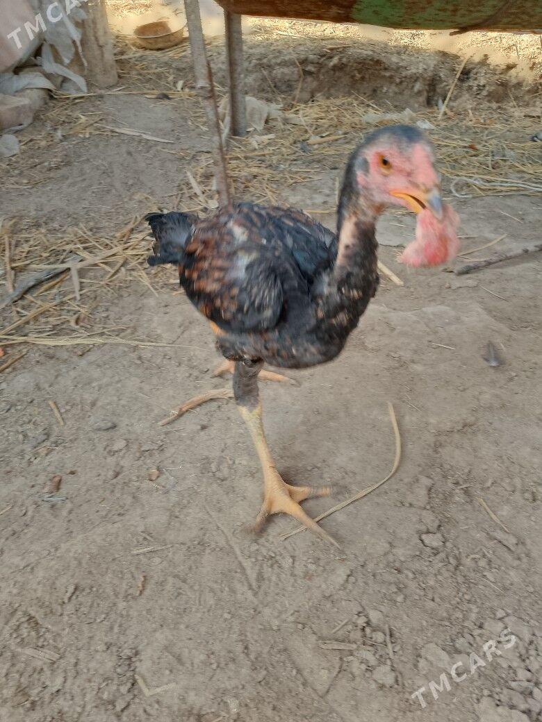 horaz juje - Türkmenabat - img 2