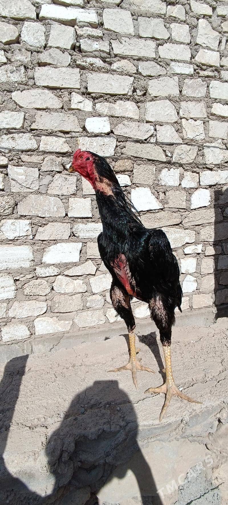 Taşkent horaz - Jebel - img 2