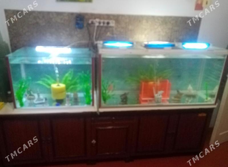 АКВАРИУМЫ - 5 mkr - img 2