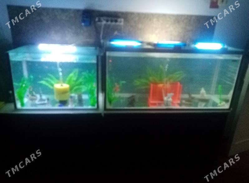 АКВАРИУМЫ - 5 mkr - img 4