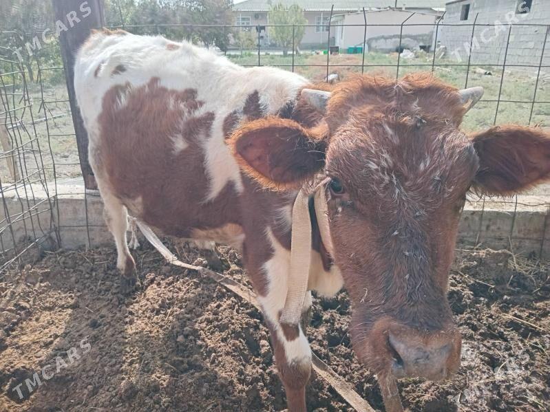 öküz - Gökdepe - img 2