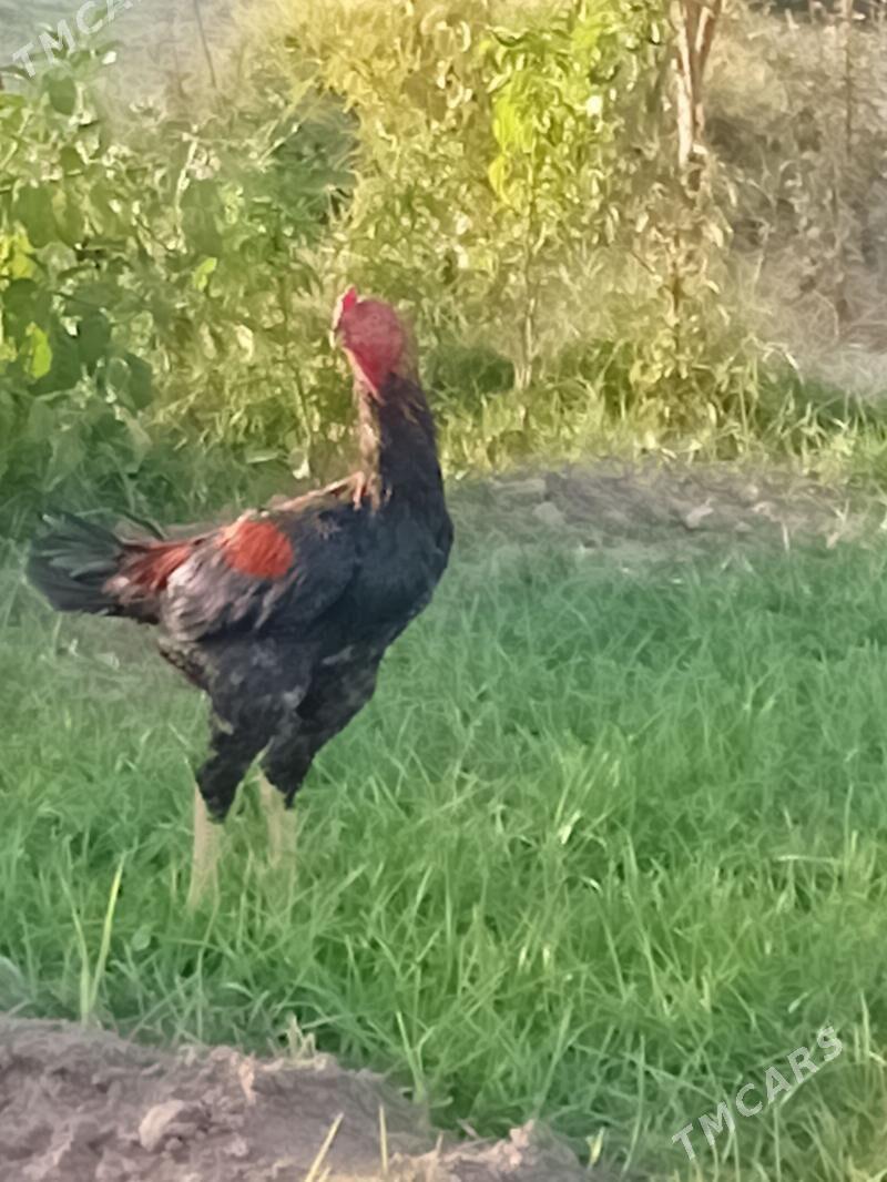 horoz - Wekilbazar - img 1