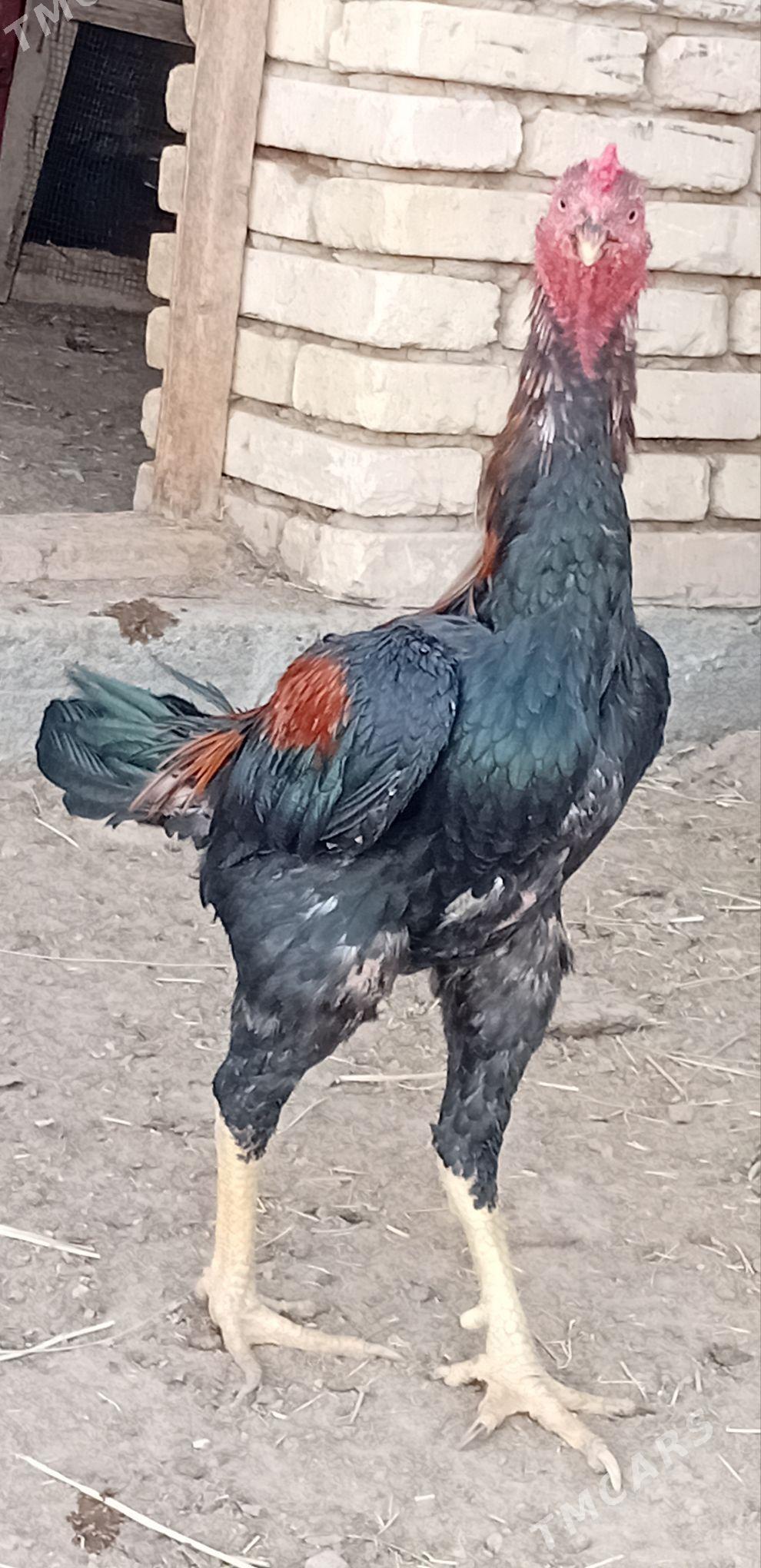 horoz - Wekilbazar - img 2