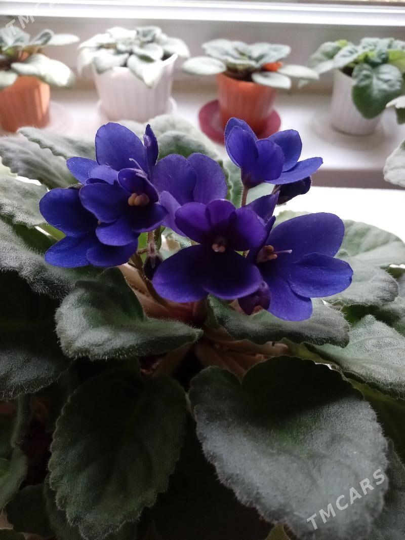 фиалки - Мир 7 - img 1