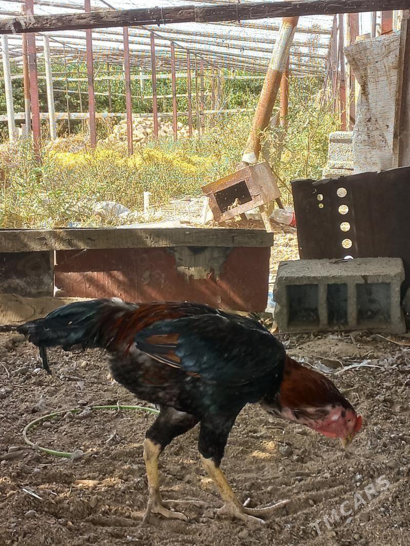 tasgent - Büzmeýin - img 2