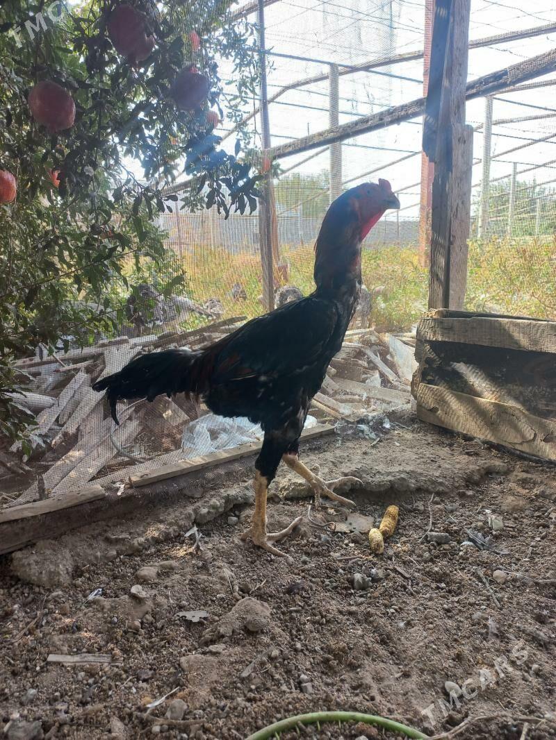 tasgent - Büzmeýin - img 3