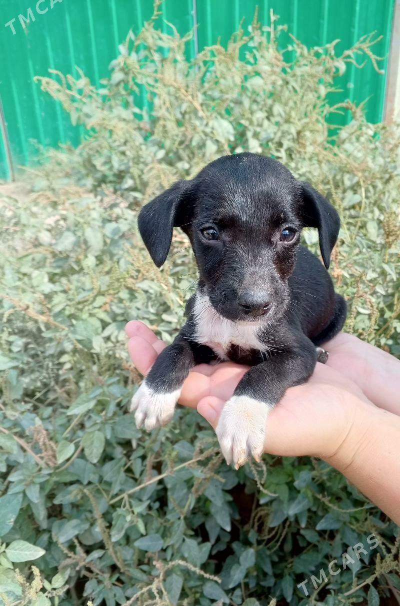 Щенки - Aşgabat - img 1