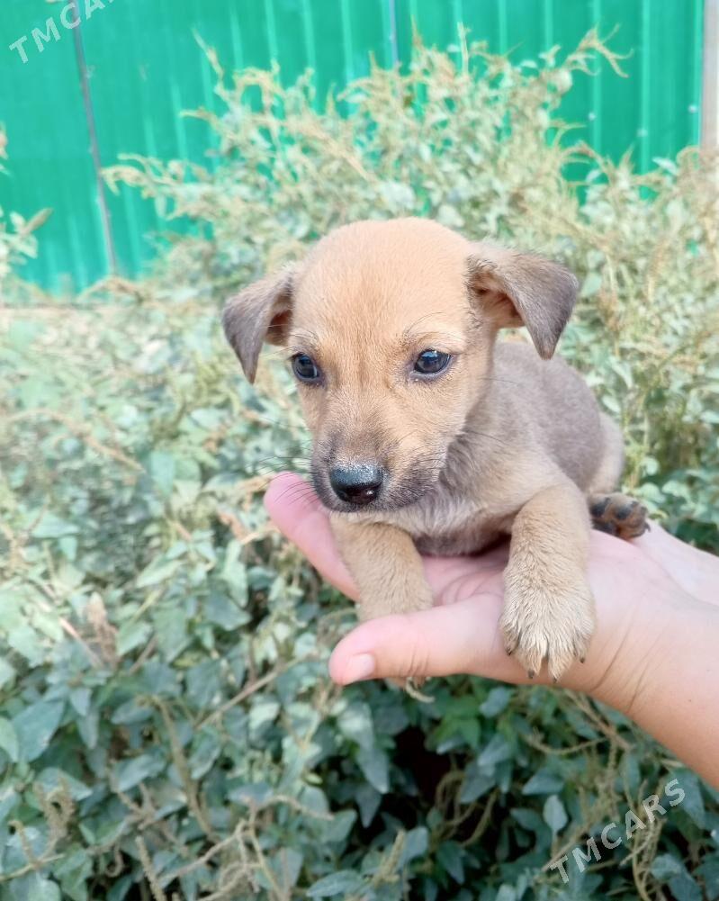 Щенки - Ашхабад - img 4