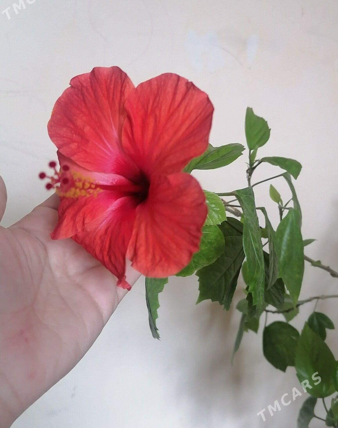 китайская роза - 9 мкр - img 2