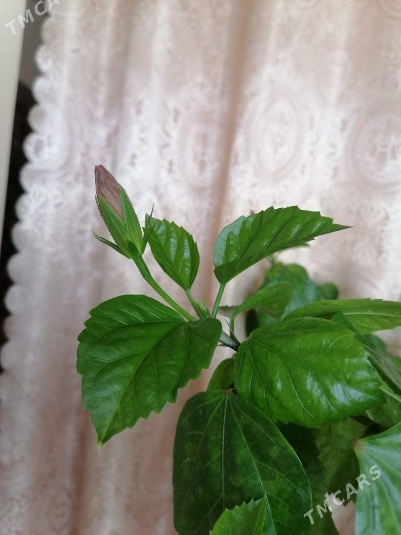 китайская роза - 9 мкр - img 4