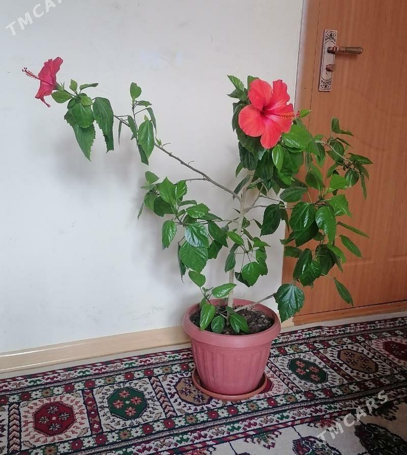 китайская роза - 9 мкр - img 3