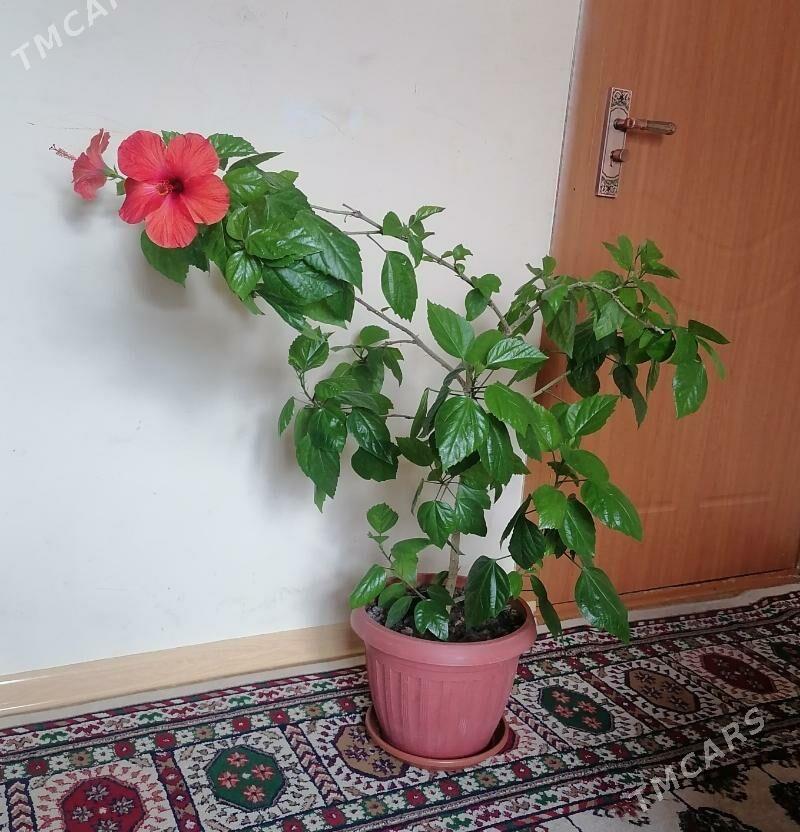 китайская роза - 9 мкр - img 1