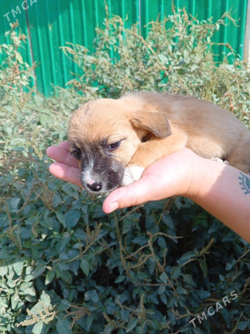 Щенки - Ашхабад - img 5