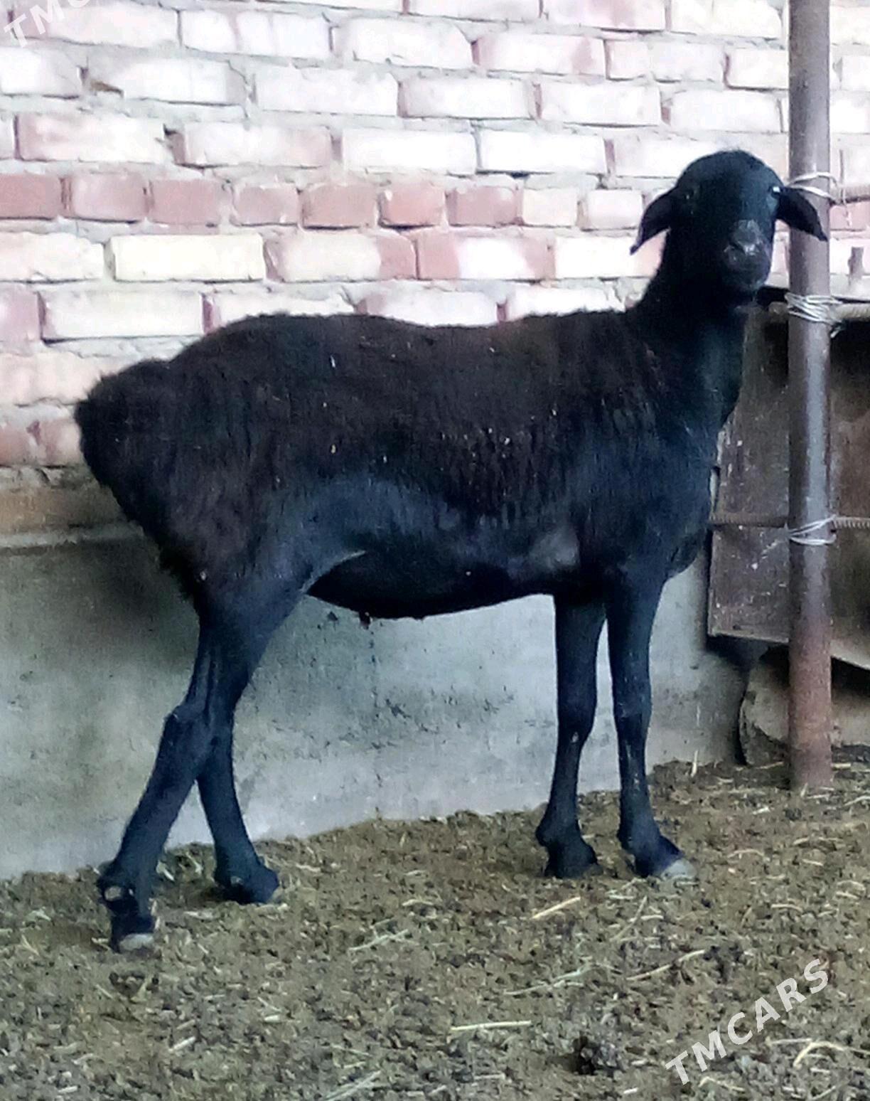 Goýunlar Gissar 2 sanak - Gökdepe - img 3