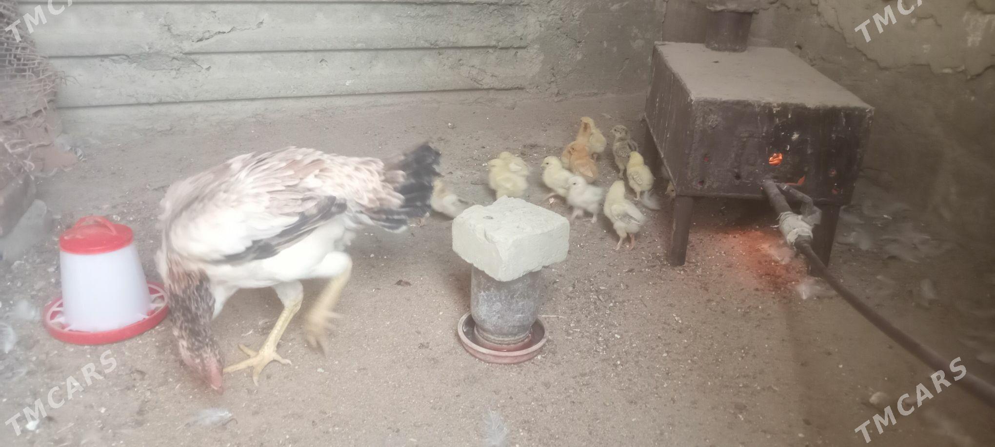 towuk - Bäherden - img 2