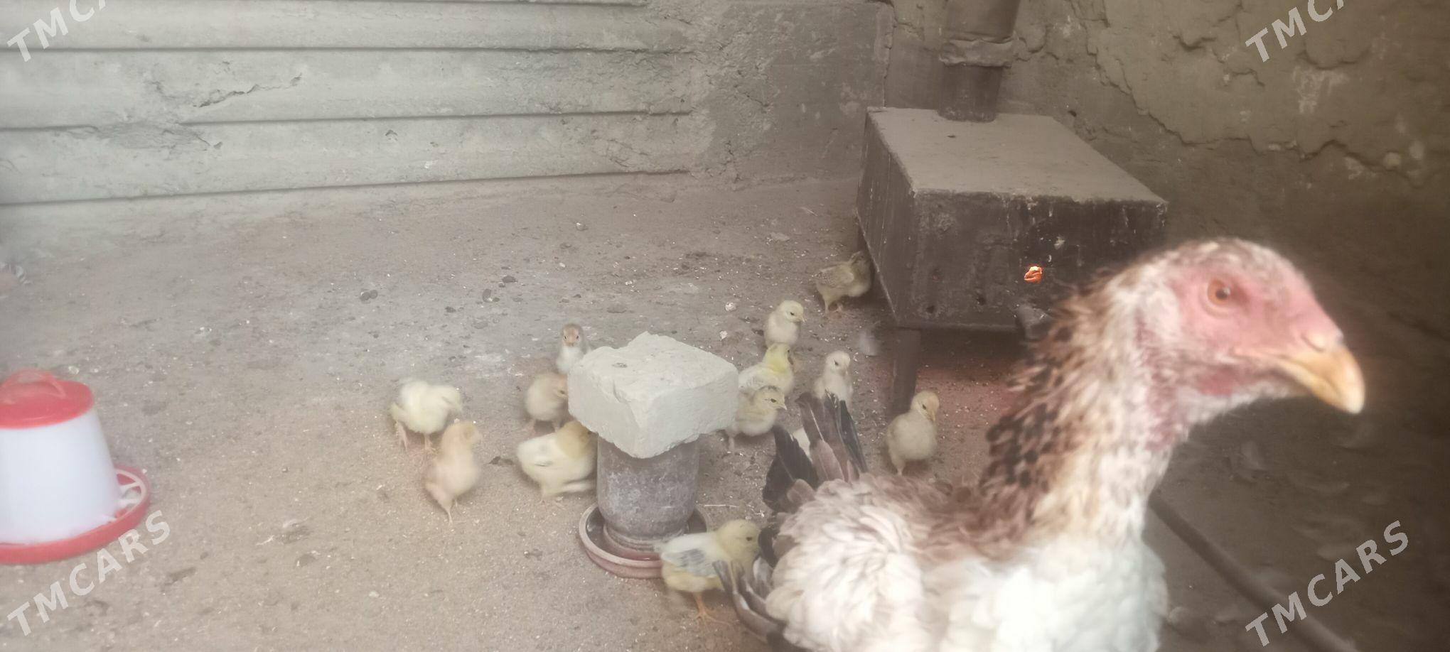 towuk - Bäherden - img 3