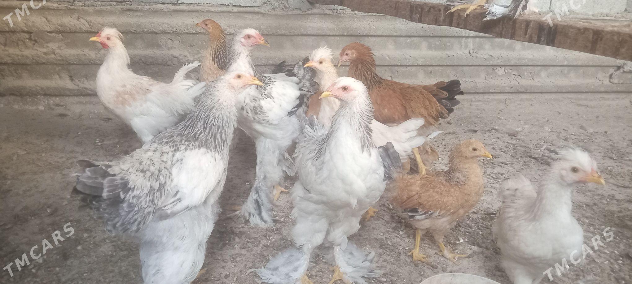 towuk - Bäherden - img 4