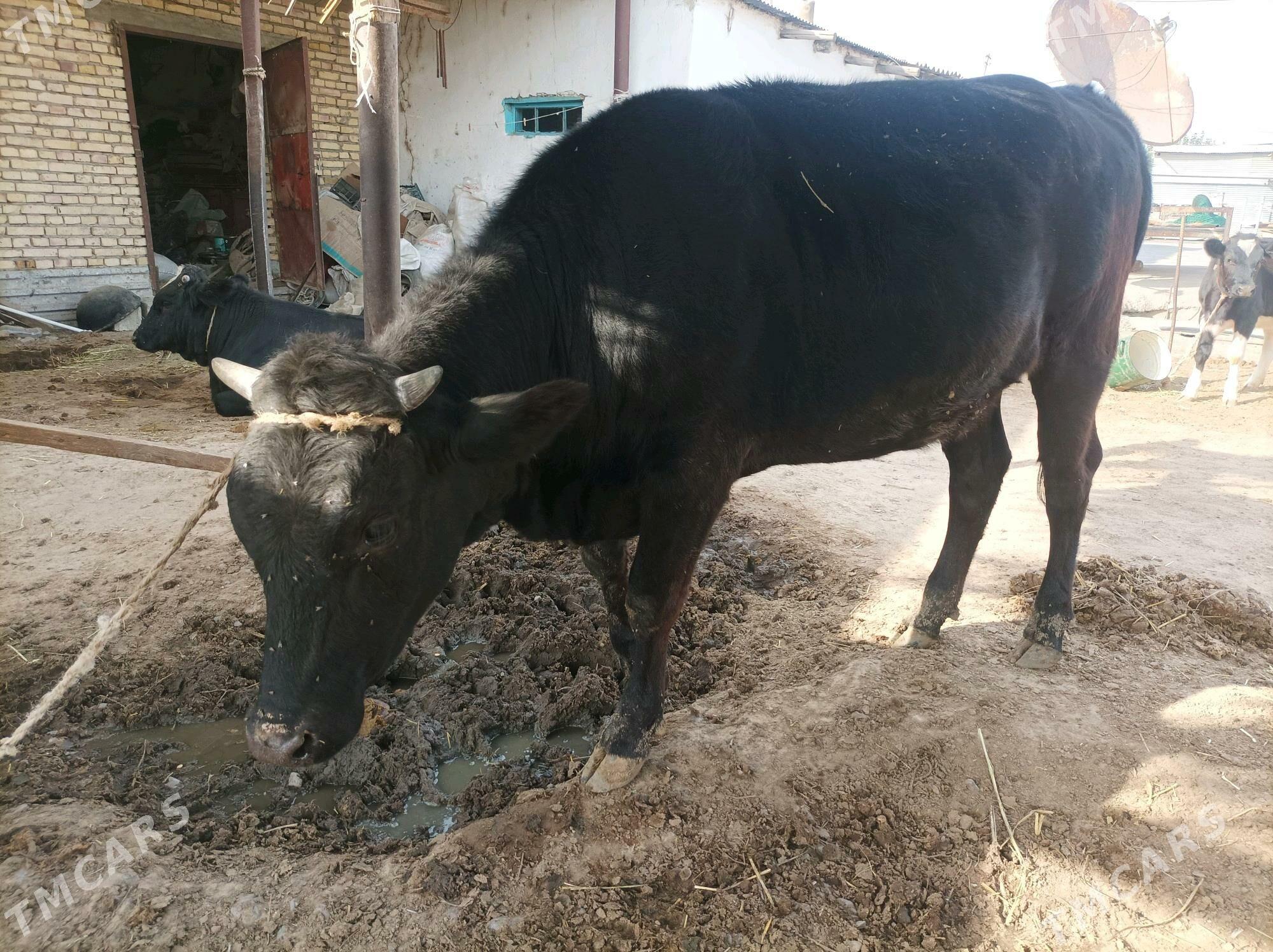 Bakylgy Tüwe - Гёкдепе - img 1