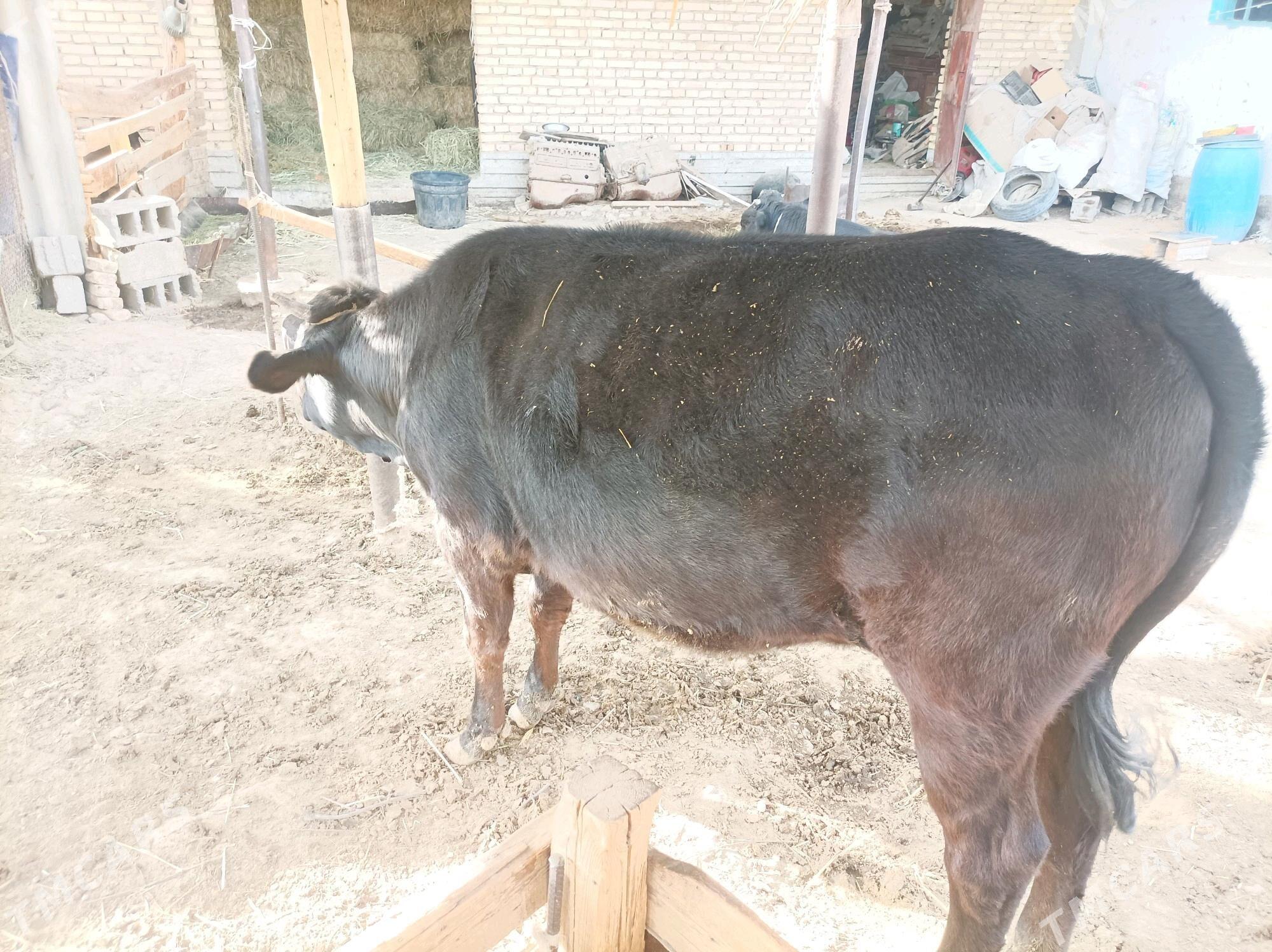 Bakylgy Tüwe - Гёкдепе - img 2