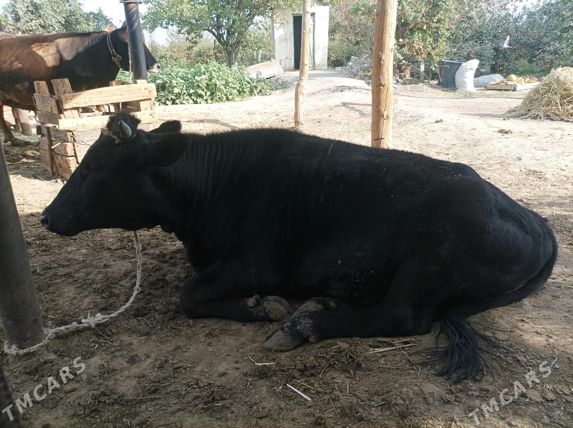 Bakylgy Tüwe - Гёкдепе - img 3