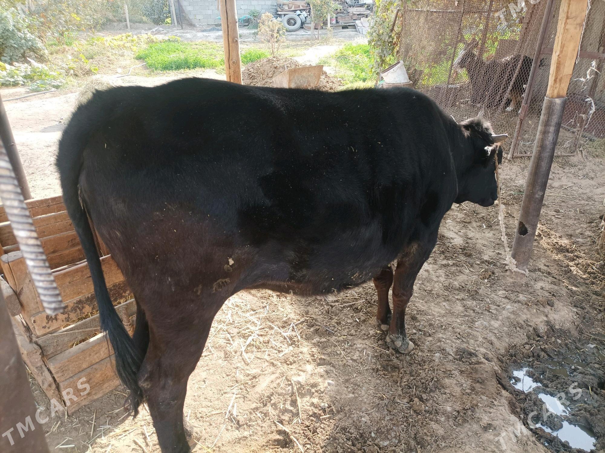 Bakylgy Tüwe - Гёкдепе - img 6