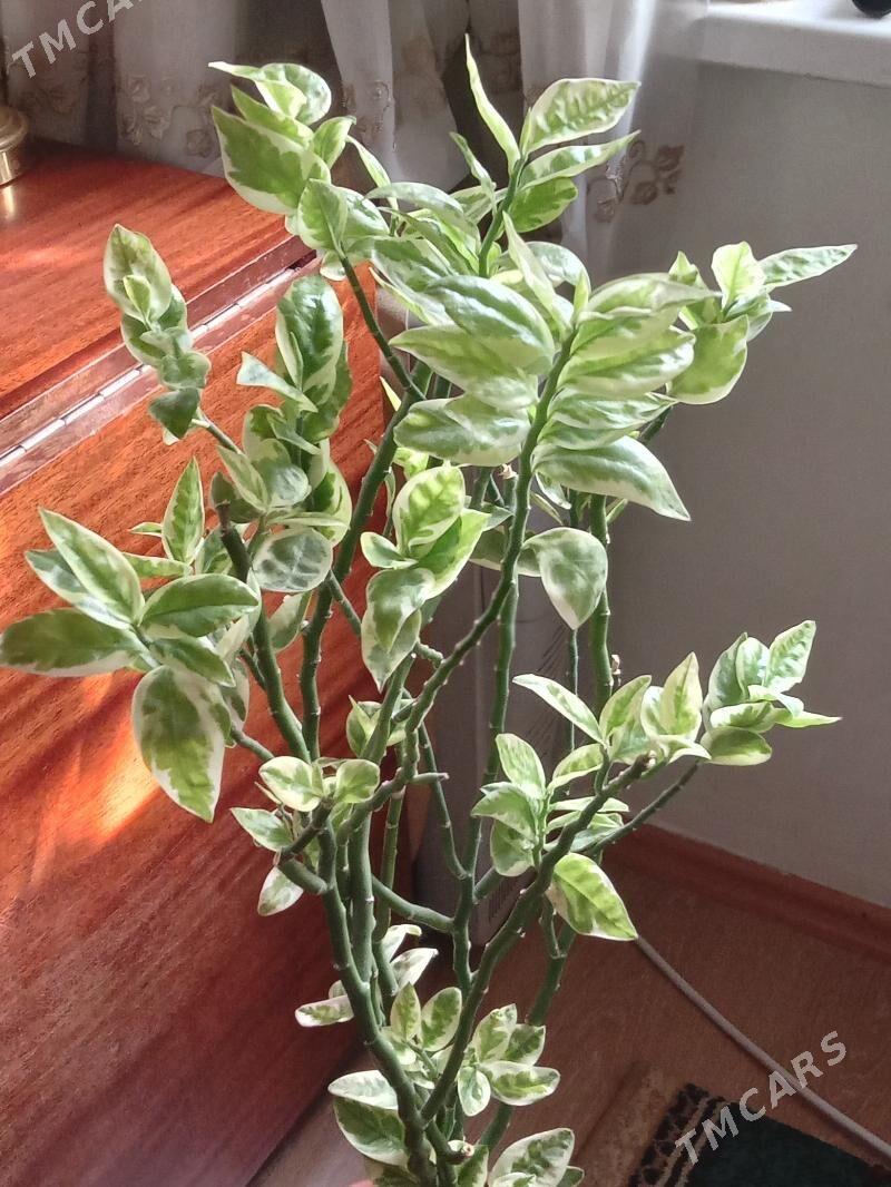 педилантус - Мир 7 - img 1