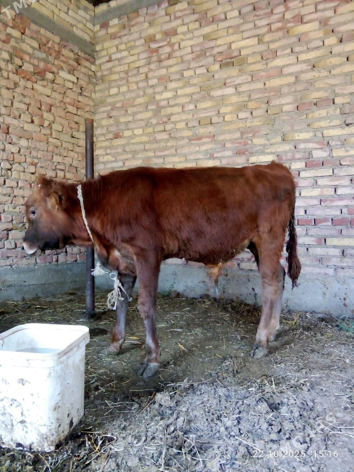 Tohum Öküz 8 aýlyk - Гёкдепе - img 3