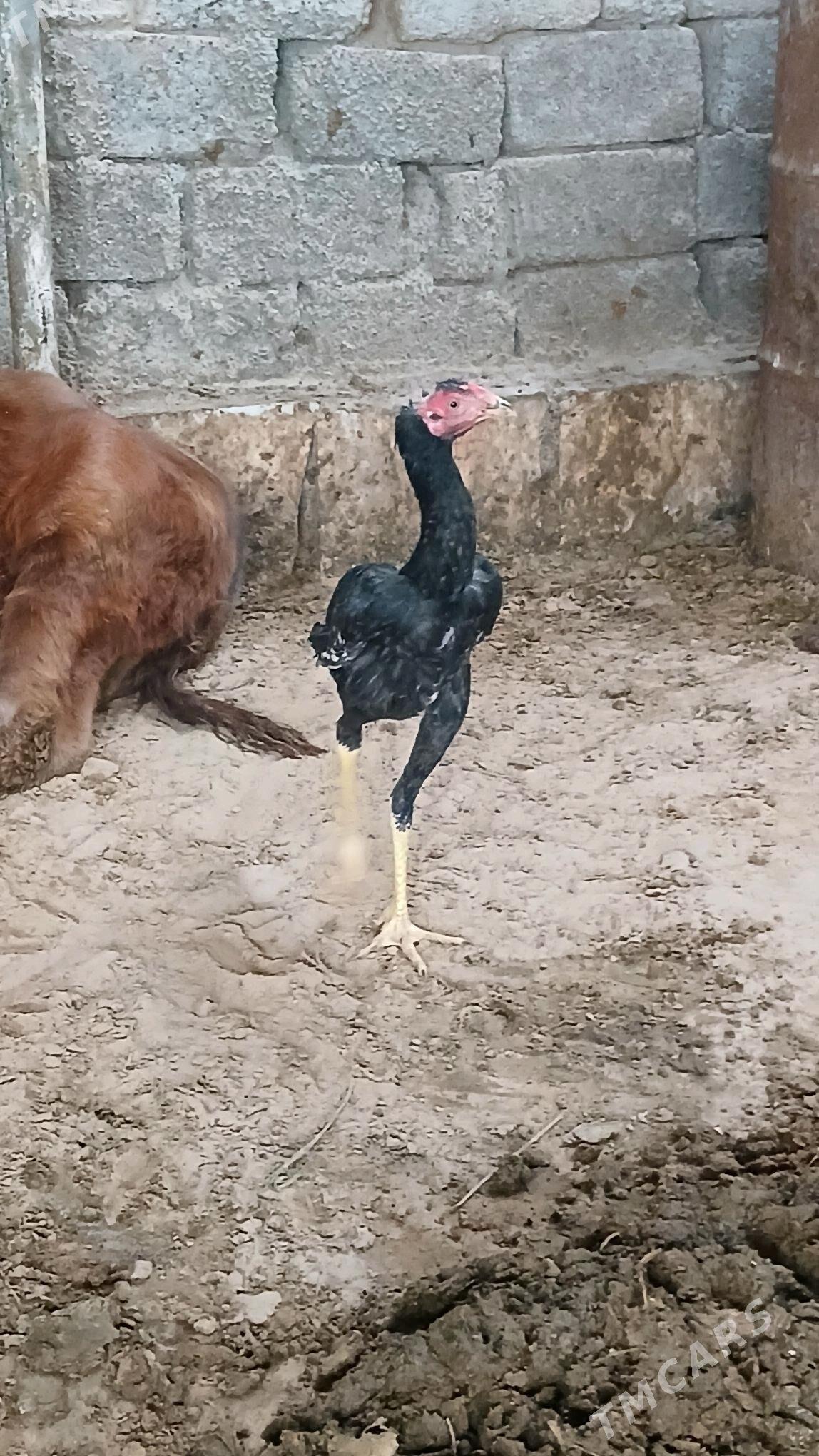 Taşgent juje şamon - Hitrowka - img 3