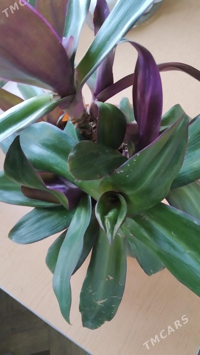 Цветок комнат - Kim raýon - img 4