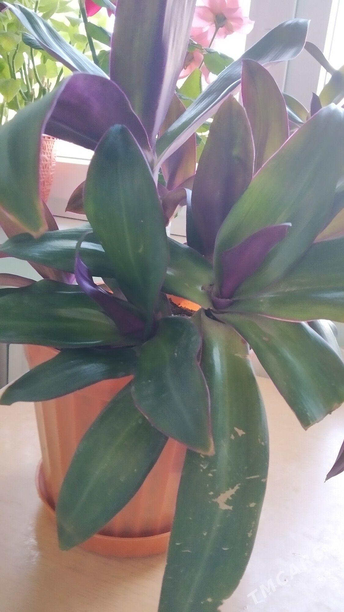 Цветок комнат - Kim raýon - img 1