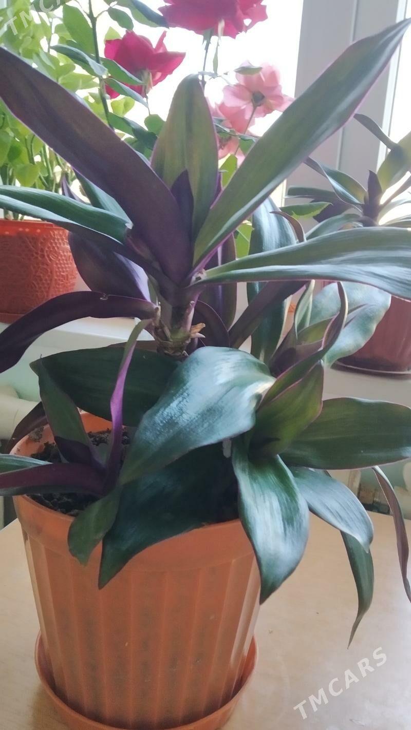 Цветок комнат - Kim raýon - img 2