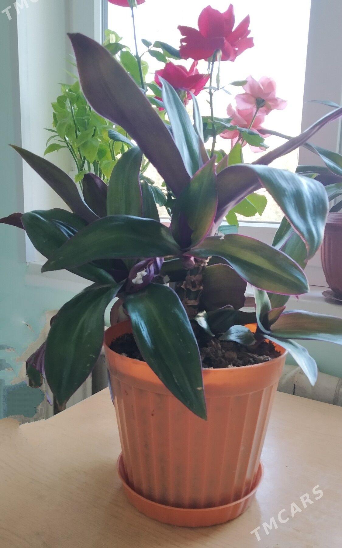 Цветок комнат - Kim raýon - img 3