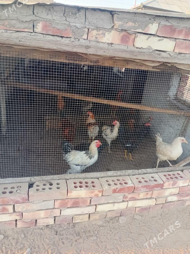 juje kepderi - Mary - img 1