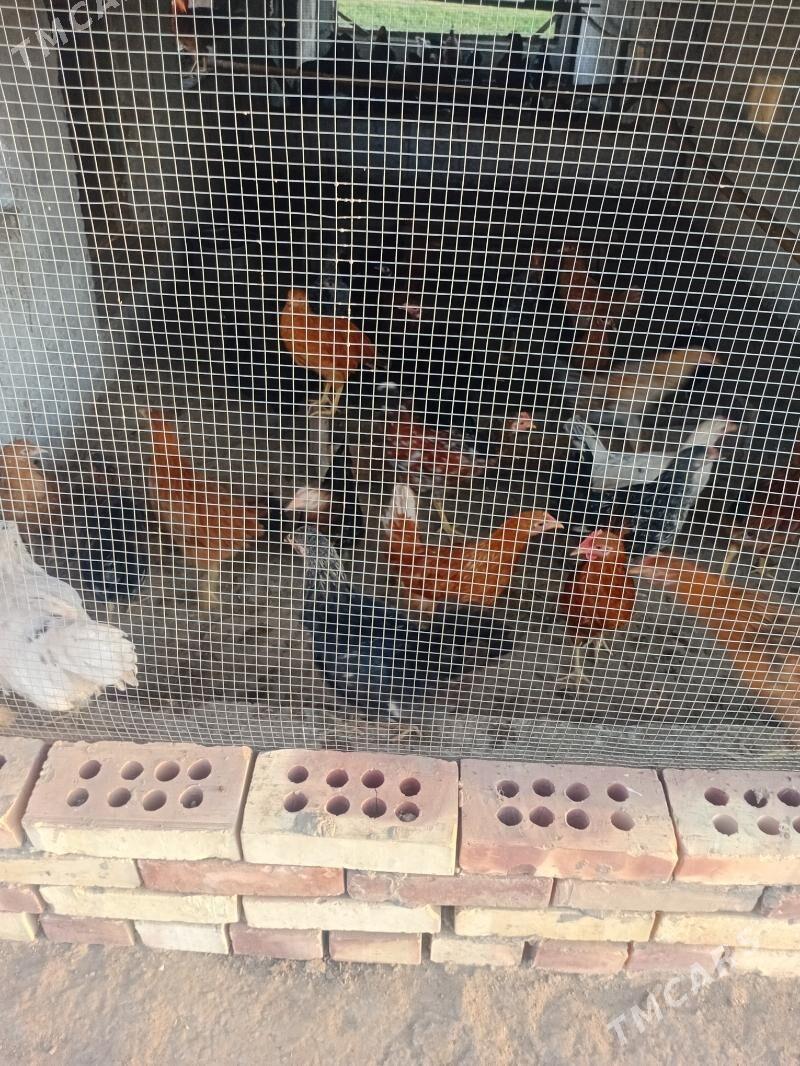 juje kepderi - Mary - img 3