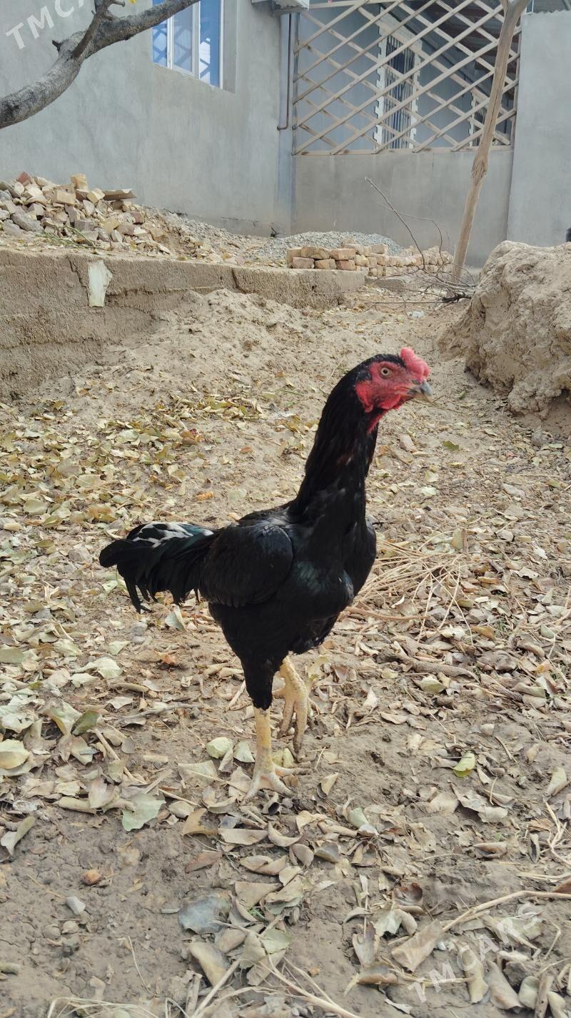 HORAZ PARODA - Дашогуз - img 3