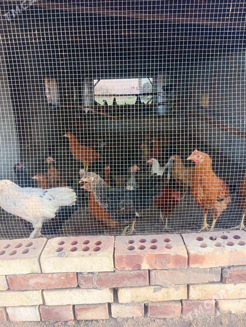 juje kepderi - Mary - img 4