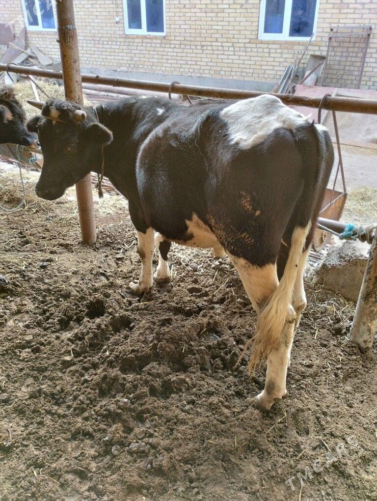 german parodny tohum öküz - Чарджоу - img 2